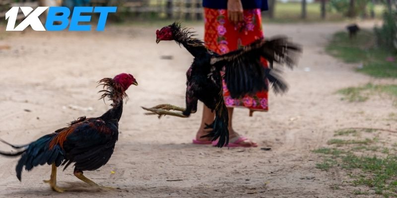 Hiểu biết về các hình thức đá gà phổ biến