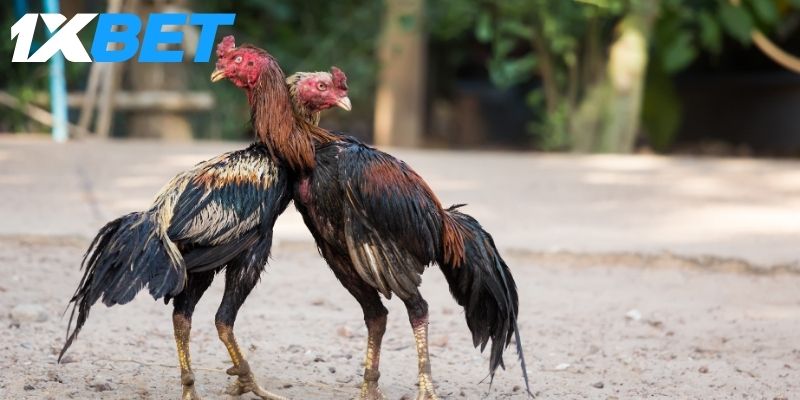 Bí quyết tham gia chơi đá gà hiệu quả